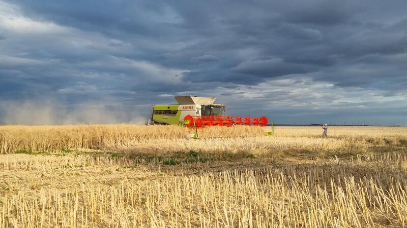 Mähdrescher während der Arbeit