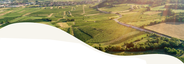 Weite Landschaft mit Weinbergen und Fluss.