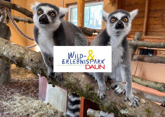 Wildpark Daun