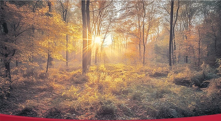 Wald