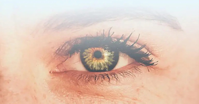 die Auge