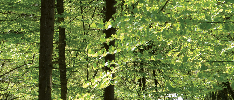 Wald