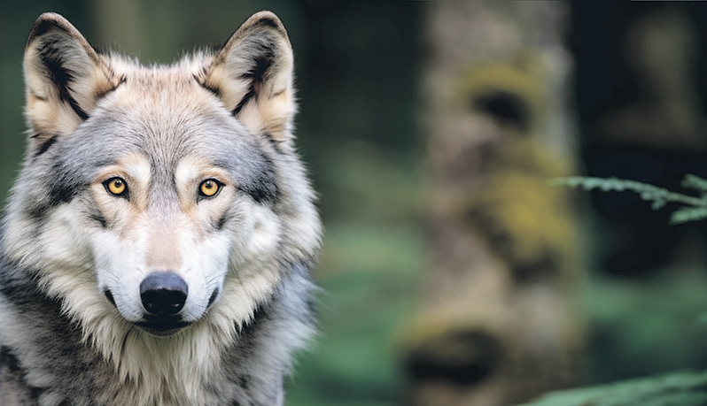 Wolf