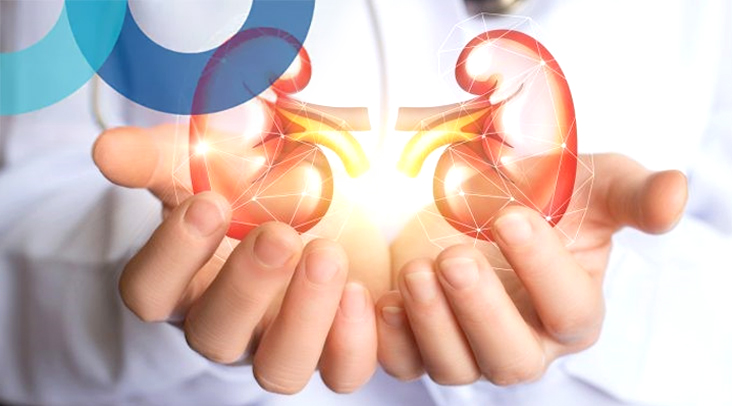 Die Hände halten zwei Nieren