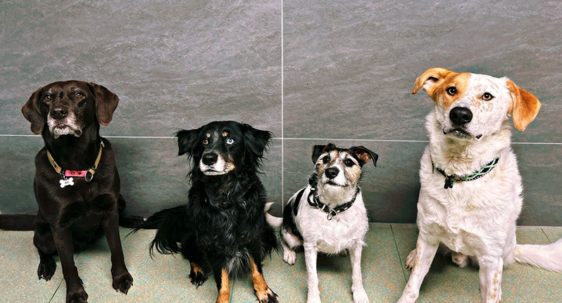 Vier Hunde unterschiedlicher Rassen