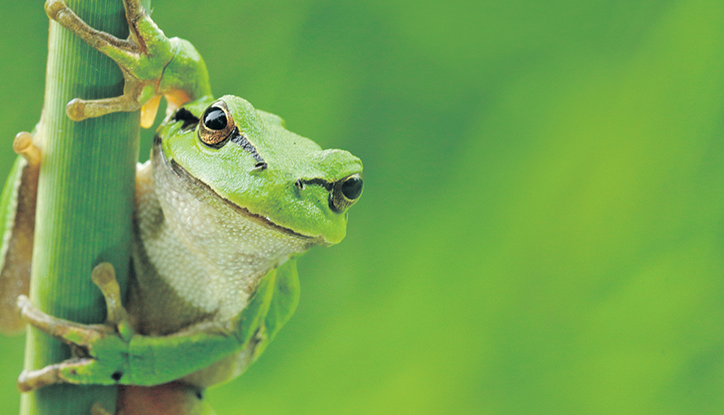 Grüner Laubfrosch