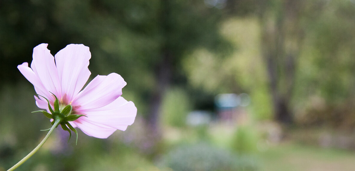 Headerbild 