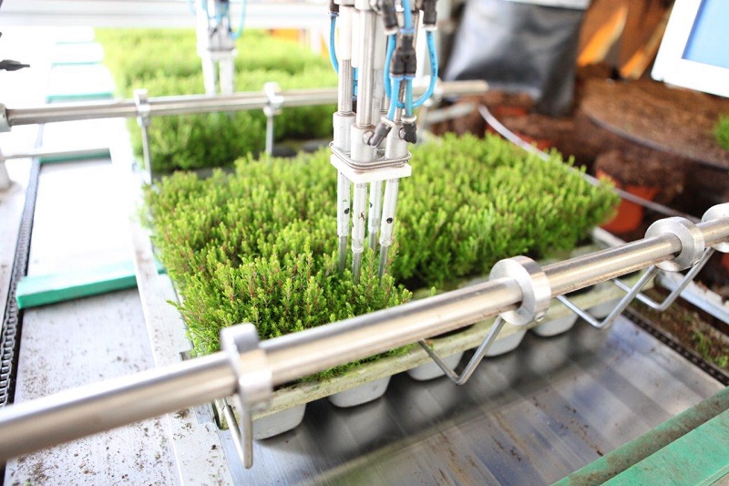Saatgutproduktion