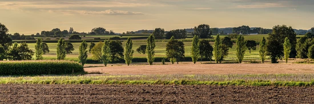 Bäume und Wiesen