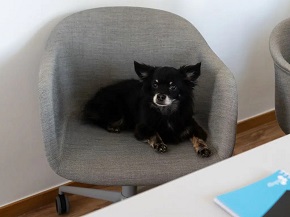 schwarzer Hund