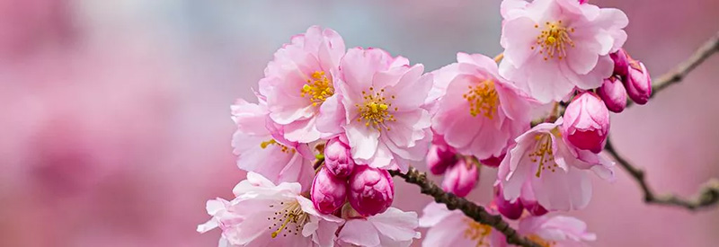 Blume