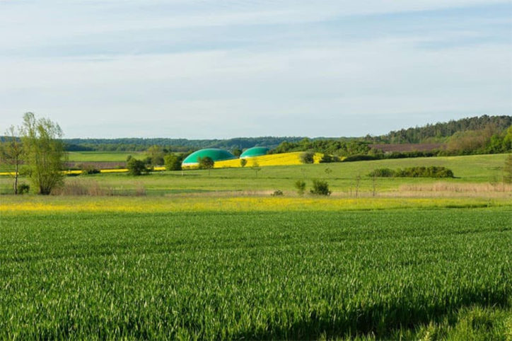 grünes Feld