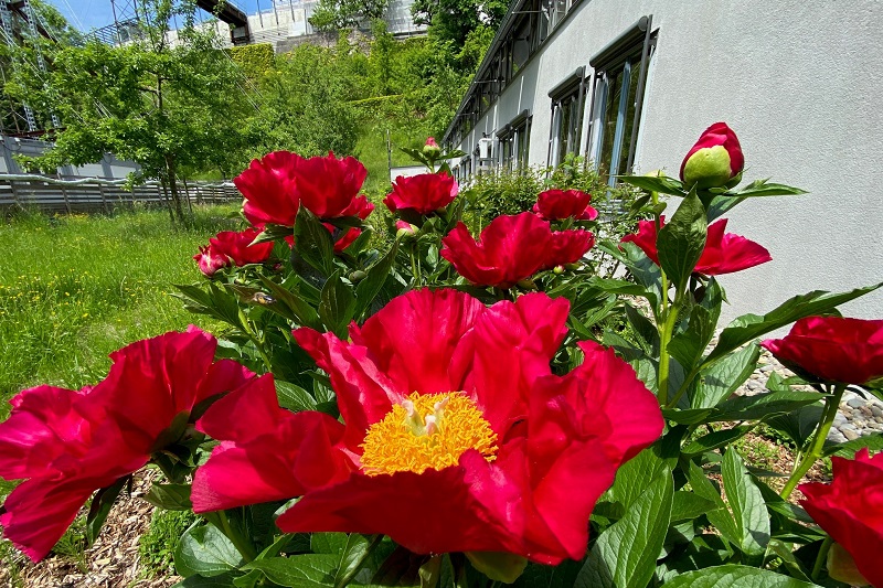 rote Blumen
