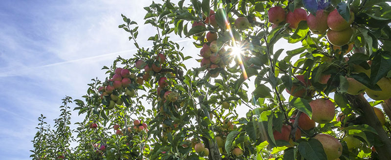 Apfelbaum