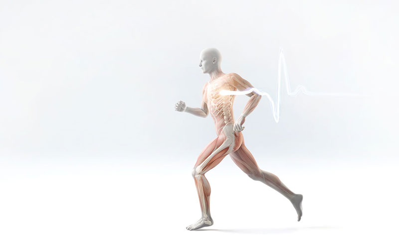 Laufender Mensch mit Muskelstruktur