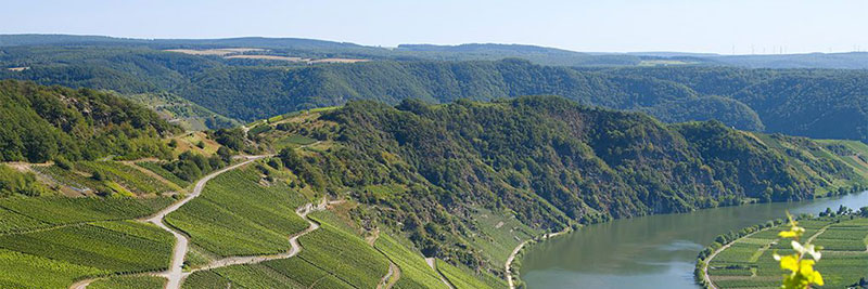 Moseltal mit Weinbergen und Fluss