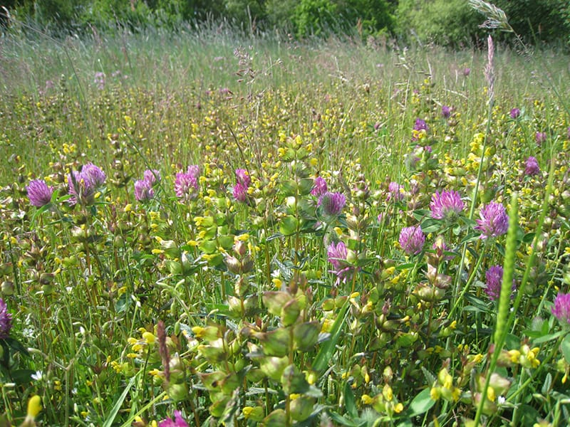 Wildblumenwiese