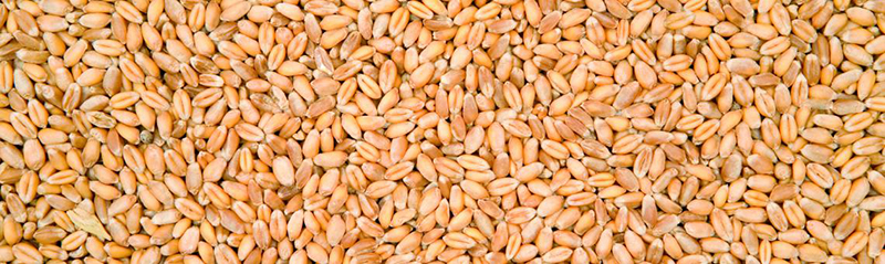 Reifer Getreidekörner