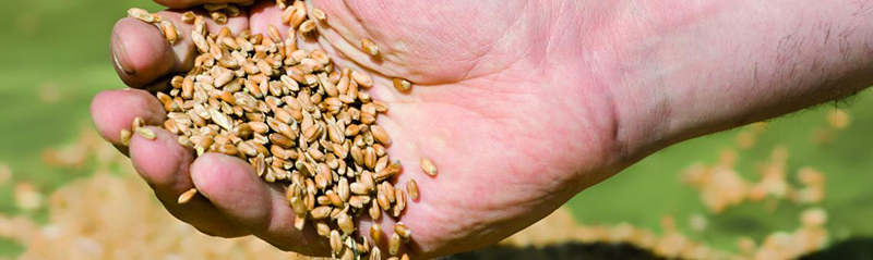 Eine geöffnete Handfläche, die eine Handvoll goldbrauner Getreidekörner hält