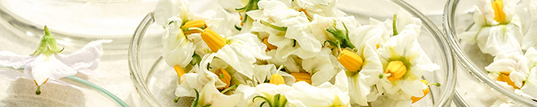 Glasschalen mit weißen Blüten und gelben Staubbeuteln