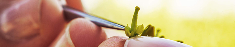 Pinzette bearbeitet eine kleine grüne Pflanzenknospe