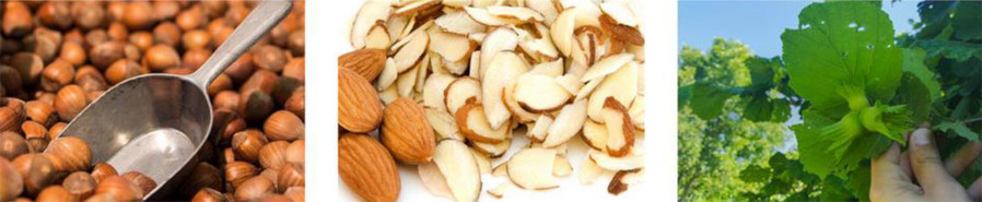 Collage aus drei Bildern mit Haselnüssen in der Schale, geschälten Haselnüssen und der Haselnusspflanze