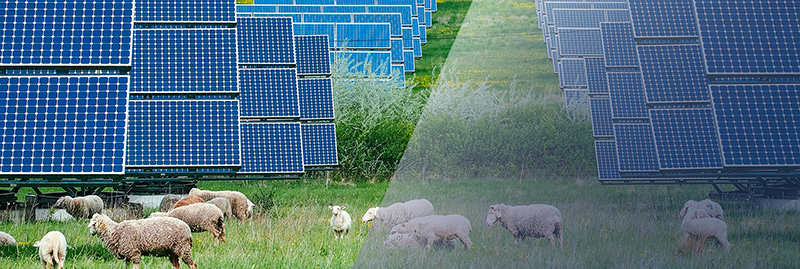 Schafe neben PV-Anlagen
