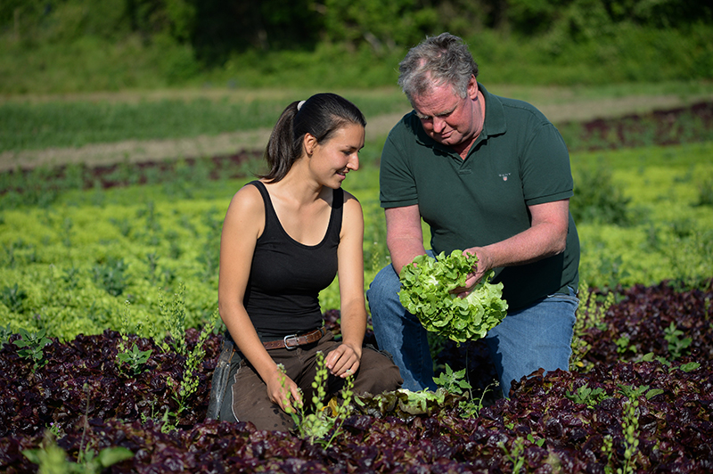 Zwei Personen begutachten einen frisch geernteten Salatkopf auf einem Feld