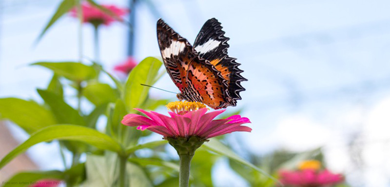 Schmetterling