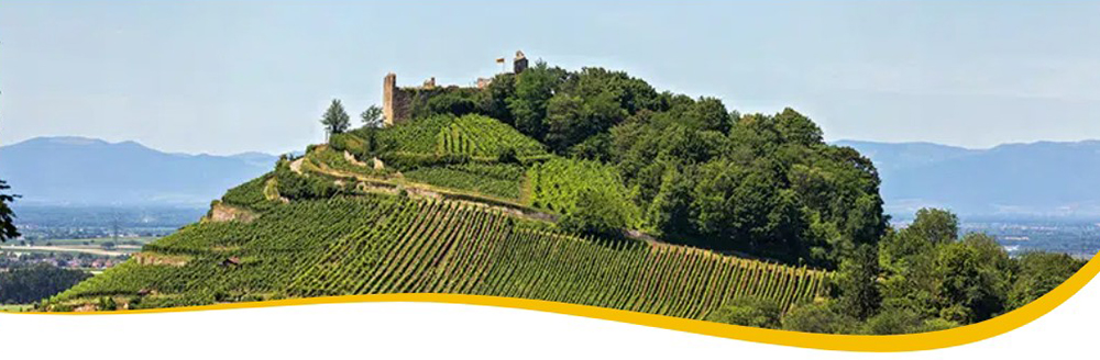 Weinberg-Hügel mit Burgruine und weiter Landschaft