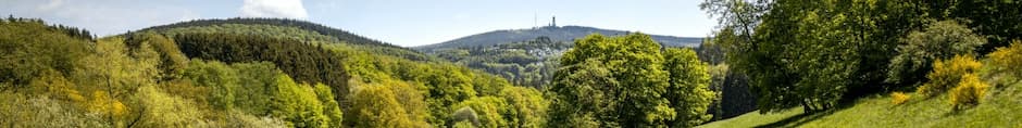 Wald - Landschaft