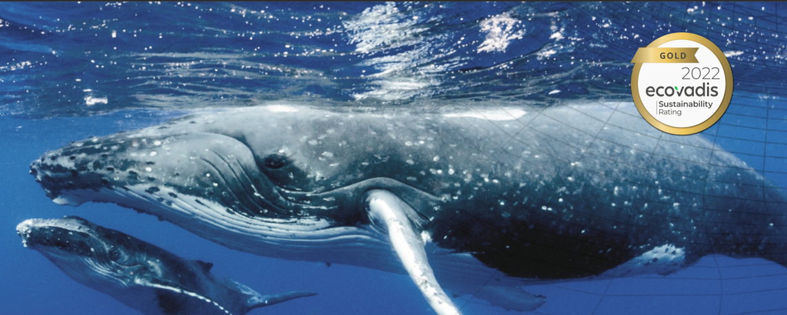 Slideshow showing company branding and visual identity