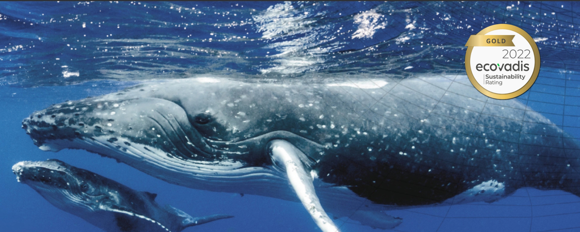 Slideshow showing company branding and visual identity